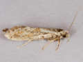 Nemaxera betulinella